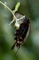 273 Gelbrand-Schwalbenschwanz - Papilio lowii